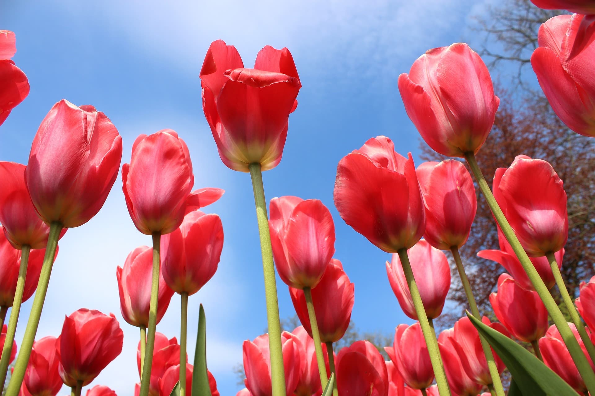 flowers-882828_1920
